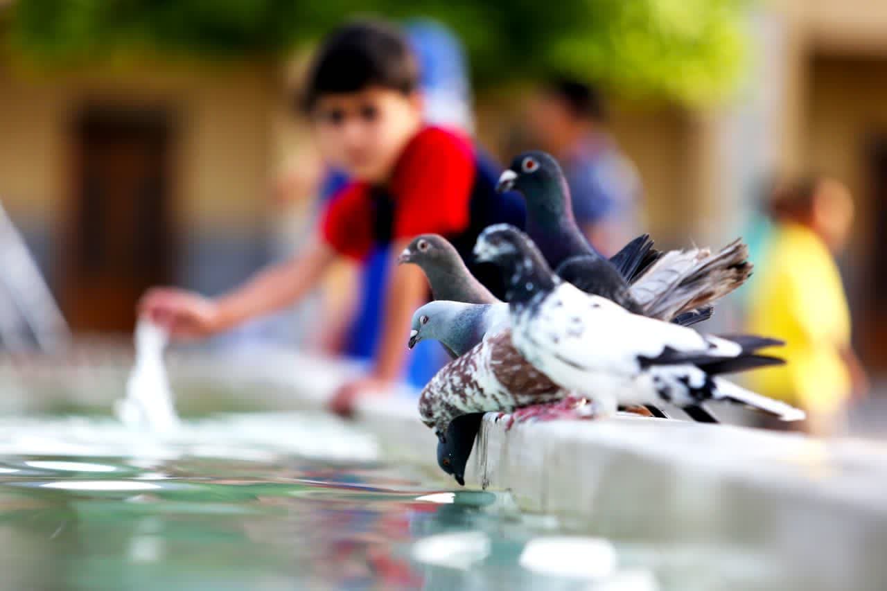 photo 2025 08 16 11 13 34 - آلبوم ویژه : جلوه‌های هنری و معنوی حرم مطهر حضرت شاهچراغ علیه‌السلام