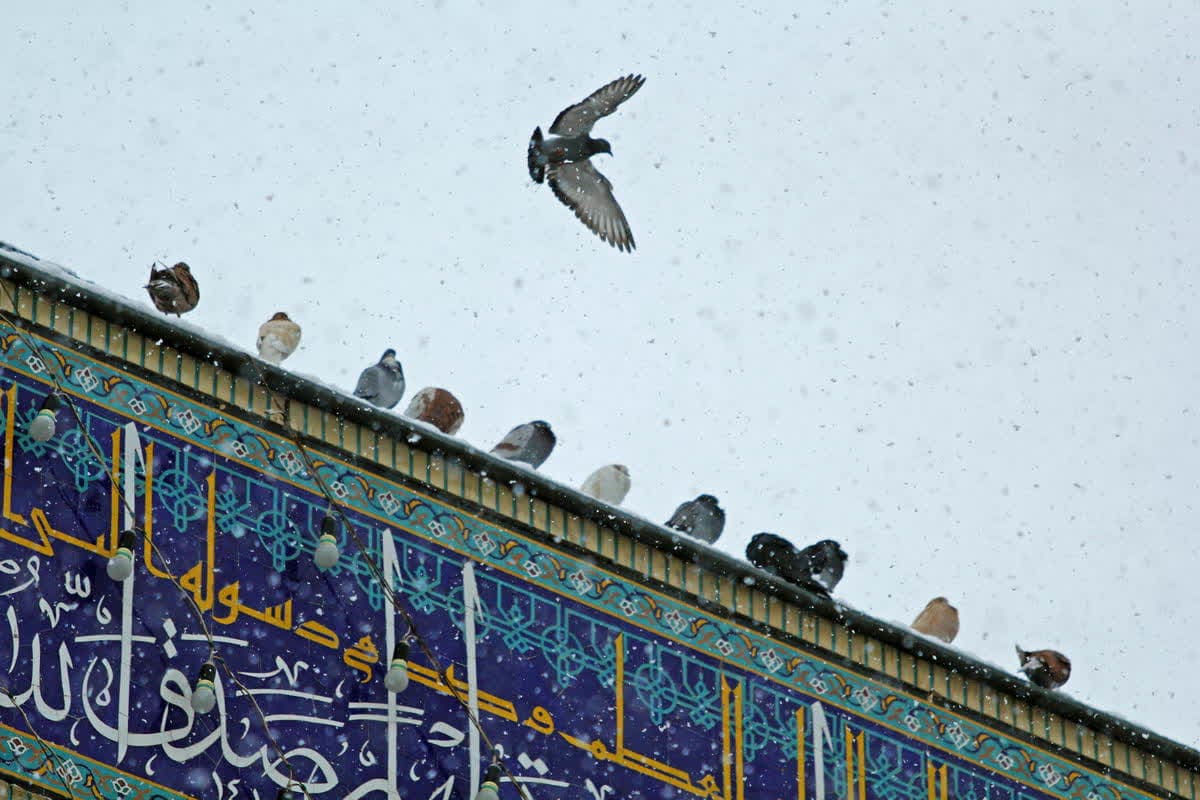 photo 2025 08 16 11 22 09 - آلبوم ویژه : جلوه‌های هنری و معنوی حرم مطهر حضرت شاهچراغ علیه‌السلام